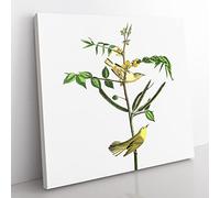 Childrens Warbler Birds by John James Audubon Vintage Canvas Wall Art Print Ready to Hang, Framed Picture for Living Room Bedroom Home Office Décor, 50x50 cm (20x20 Inch)