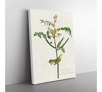 Childrens Warbler Birds By John James Audubon Vintage Canvas Wall Art Print Ready to Hang, Framed Picture for Living Room Bedroom Home Office Décor, 50x35 cm (20x14 Inch)