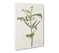Childrens Warbler Birds By John James Audubon Vintage Canvas Wall Art Print Ready to Hang, Framed Picture for Living Room Bedroom Home Office Décor, 20x14 Inch (50x35 cm)