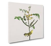 Childrens Warbler Birds by John James Audubon Vintage Canvas Wall Art Print Ready to Hang, Framed Picture for Living Room Bedroom Home Office Décor, 14x14 Inch (35x35 cm)