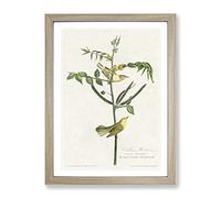 Childrens Warbler Birds By John James Audubon Vintage Framed Wall Art Print, Ready to Hang Picture for Living Room Bedroom Home Office Décor, Oak A4 (34 x 25 cm)