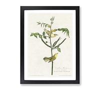 Childrens Warbler Birds By John James Audubon Vintage Framed Wall Art Print, Ready to Hang Picture for Living Room Bedroom Home Office Décor, Black A4 (34 x 25 cm)