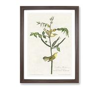 Childrens Warbler Birds By John James Audubon Vintage Framed Wall Art Print, Ready to Hang Picture for Living Room Bedroom Home Office Décor, Walnut A2 (64 x 46 cm)