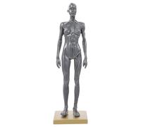 CHILDWEET 30Cm Female Human Muscle Anatomy Model with Resin Half Bust Base, Body Anatomy Teaching Tool for Artists and Medical Students, Cg Painting Sculpture Random Color Random Color