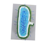 CHILDWEET Interactive Cell Model with Detailed Organelles for Classroom Teaching Realistic Human and Animal Cell Anatomy Demonstration Biology Science Learning Aid for Students