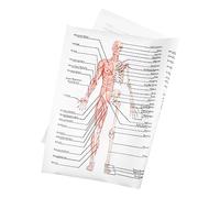 CHILDWEET Muscle and Skeletal Anatomy Poster Human Dissection Study Tool 89 Silk Fabric 50x70cm Teaching Picture for Classroom