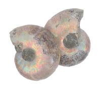 CHILDWEET Natural Ammonite Specimen Set 2pcs Educational Models for Learning Decoration Sliced Ammonite Display Stand for Collectors and Home Decor