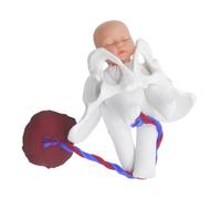 CHILDWEET Obstetric Practice Pelvis Model Fetus, Umbilical Cord, and Placenta - Childbirth Simulation and Birth Demonstration Tool for Prenatal Education and Nursing Students