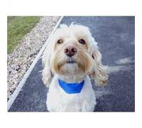 Chillax Cooling Dog Collar Medium 48cm