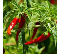 Chilli Plants, 'Cayenne', 2 x Full Plants in 9cm Pots, Hot Chillies, Peppers, Cayenne Chilli, Garden Ready and Ready to Plant, Indoor or Outdoor, Premium Quality Chillies