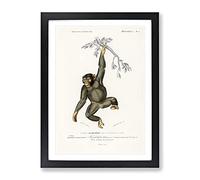 Chimpanzee By Charles D' Orbigny Vintage Framed Print | A3 Black Framed Wall Art | Ready to Hang | Classic Nature Picture | Living Room Bedroom Lounge Office
