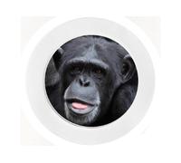 Chimpanzee - Car Tax Disc Holder - Reuseable
