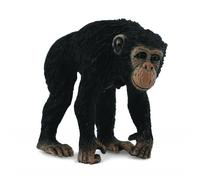 Chimpanzee Female