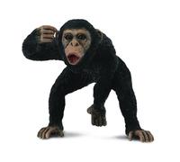Chimpanzee Male