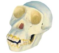 Chimpanzee Skull Model, 1:1 Replica Anatomical Specimen