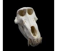 Chimpanzee Skull Model for Medical Education and Artistic Sketching, 23 cm Anatomy Replica for Decoration and Learning