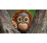 Chimpanzees Diamond Art, Pattern Animal Diamond Painting Kits for Adults 5D DIY Full Round Drill Gem Crystal Art Kits Crafts for Adults Beginner for Home Decor, Room Decor, Gifts 32X64 Inch -bby260373