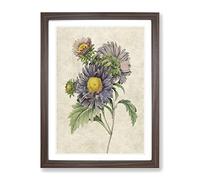 China Aster Flowers By Pierre Joseph Redoute Vintage Framed Wall Art Print, Ready to Hang Picture for Living Room Bedroom Home Office Décor, Walnut A3 (34 x 46 cm)