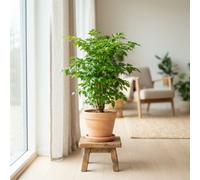 China Doll Plant (Radermachera Sinica) - 21Cm Pot