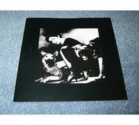 China Roses - A Tribute to Enya