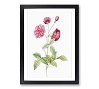 China Roses in Pink by Pierre-Joseph Redoute Framed Print | A2 Black Framed Wall Art | Ready to Hang | Modern Nature Picture | Living Room Bedroom Lounge Office