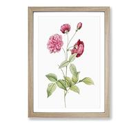 China Roses in Pink by Pierre-Joseph Redoute Framed Print | A2 Oak Framed Wall Art | Ready to Hang | Modern Nature Picture | Living Room Bedroom Lounge Office