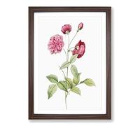 China Roses in Pink by Pierre-Joseph Redoute Framed Print | A2 Walnut Framed Wall Art | Ready to Hang | Modern Nature Picture | Living Room Bedroom Lounge Office
