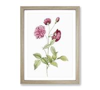 China Roses In Pink By Pierre Joseph Redoute Vintage Framed Print | A3 Oak Framed Wall Art | Ready to Hang | Classic Nature Picture | Living Room Bedroom Lounge Office
