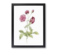 China Roses In Pink By Pierre Joseph Redoute Vintage Framed Print | A4 Black Framed Wall Art | Ready to Hang | Classic Nature Picture | Living Room Bedroom Lounge Office