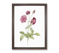 China Roses In Pink By Pierre Joseph Redoute Vintage Framed Print | A4 Walnut Framed Wall Art | Ready to Hang | Classic Nature Picture | Living Room Bedroom Lounge Office
