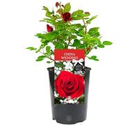 China Wedding Rose - 20th Anniversary - Celebrate with a Unique Living Plant Gift