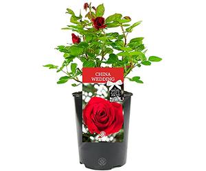 China Wedding Special Occasion Potted Anniversary Rose Personalised Gift Plant