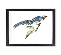 Chinese Cuckoo Bird By George Shaw Vintage Framed Print | A4 Black Framed Wall Art | Ready to Hang | Classic Nature Picture | Living Room Bedroom Lounge Office
