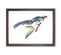 Chinese Cuckoo Bird By George Shaw Vintage Framed Wall Art Print, Ready to Hang Picture for Living Room Bedroom Home Office Décor, Walnut A2 (64 x 46 cm)