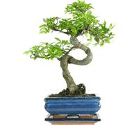Chinese Elm, Bonsai, 7 Years, 27-32 Centimetres