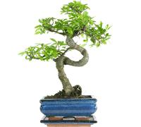 Chinese Elm, Bonsai, 7 years, 27-32 Centimetres
