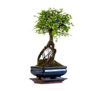 Chinese Elm Bonsai Tree 25-30cm | 5-6 Years Old | Elegant Indoor, Outdoor Bonsai Gift for Beginners | Includes Glazed Ceramic Pot & Drip Tray