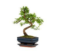Chinese Elm Bonsai Tree 25-35cm | 6-8 Years Old | Elegant Indoor, Outdoor Bonsai Gift for Beginners | Includes Glazed Ceramic Pot & Drip Tray