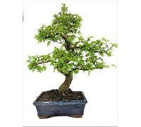 Chinese Elm Bonsai Tree approx 10 years old Bonsai Trees. Garden plant shrub.