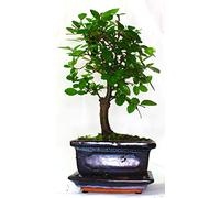 Chinese Elm Bonsai Tree Broom Style - 10 cm Ceramic Pot and Supplied with Ceramic drip Tray No Care Set