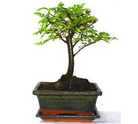 Chinese Elm Bonsai Tree Broom Style - Supplied with Ceramic drip Tray Olive Green Pot