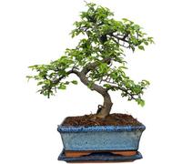 Chinese Elm Bonsai Tree In 20Cm Ceramic Pot With Matching Tray