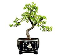 Chinese Elm Bonsai Tree In Black 'chinese Style' Ceramic Pot