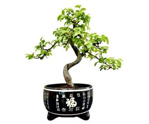 Chinese Elm Bonsai Tree In Black 'chinese Style' Ceramic Pot