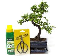 Chinese Elm Bonsai Tree In Ceramic Pot And Tray With Feed & Scissors