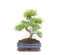 Chinese Elm Bonsai Tree - You Choose (Large Chinese Elm)