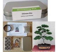 Chinese Elm Growing Kit for Bonsai Tree Sets & Equipment