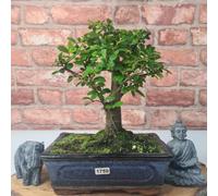 Chinese Elm (Ulmus Parvifolia) Bonsai Tree - Broom - In 20Cm Pot