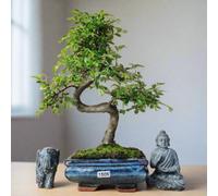 Chinese Elm (Ulmus Parvifolia) Bonsai Tree - Shaped - In 15Cm Pot