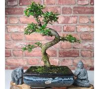Chinese Elm (Ulmus Parvifolia) Bonsai Tree - Shaped - In 20Cm Pot